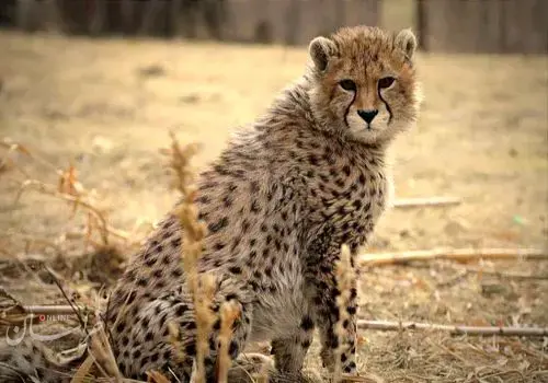 آخرین فرصت برای نجات یوزپلنگ آسیایی