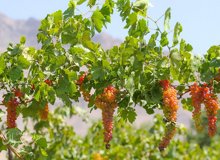 رونق گردشگری دیار تاکستانهای خراسان رضوی با برگزاری جشنواره تاکپلو
