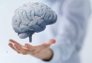 بهترین میوهها برای بهبود ضریب هوشی