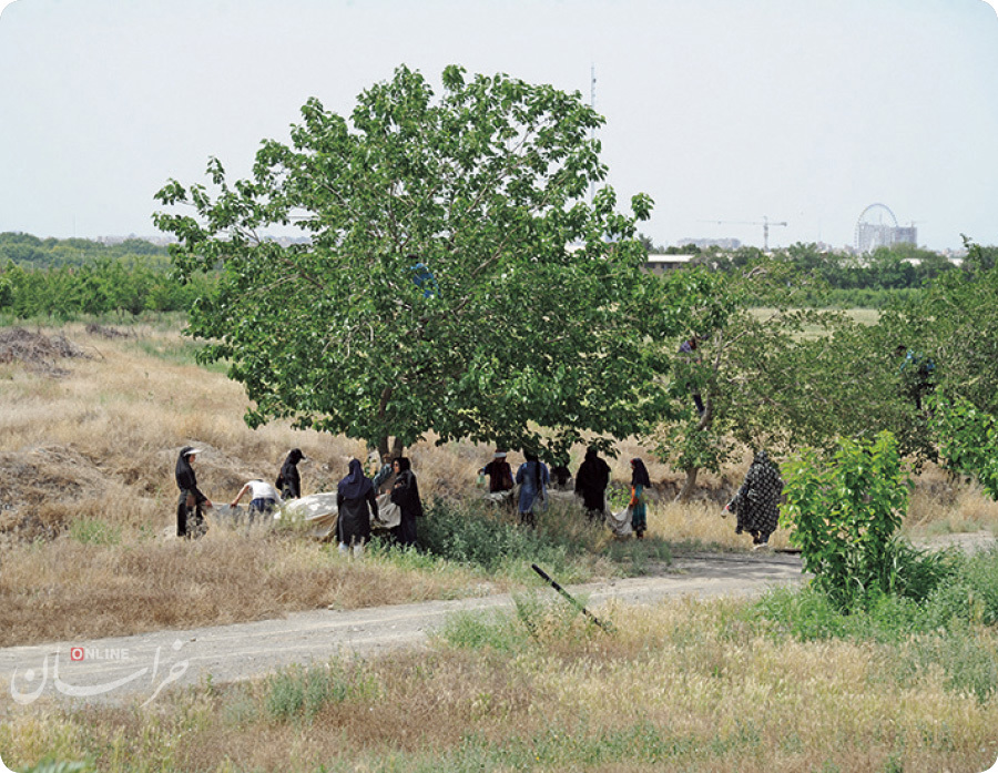 وقف توت برای زائران امام رضا(ع)