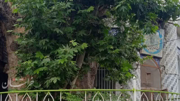 ثبت درخت کهنسال شاندیز در فهرست میراث طبیعی کشور